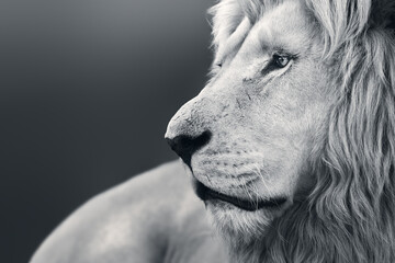 Large white male lion (Panthera leo) portrait in black and white close-up highly focused stock.