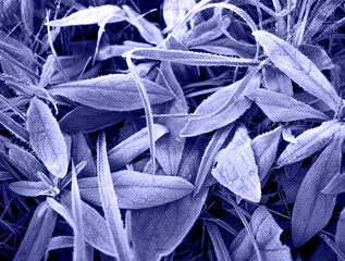 selective focuse on bright green grass covered with frost, early frosts and cold snaps, changing seasons of autumn and winter, cold weather, very peri color of the year 2022, tinted