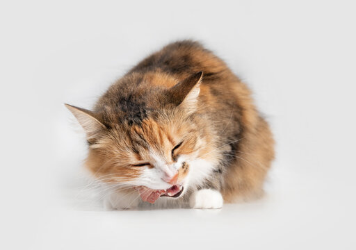 Cat eating raw chicken neck. Front view of female cat with head tilted while chewing a piece of meat. Concept for raw food diet for cats, dogs and pets. Selective focus and isolated on grey.