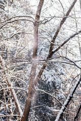 Fototapeta premium Beautiful winter forest by day. Vertical photo of trees covered with snow. Winter's Tale. Winter landscape.