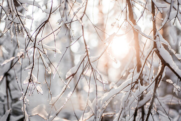 The sun shines through the branches of a snow-covered tree. Winter frosty sunset in the forest....