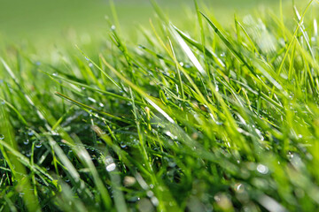 Green grass with water drops natural blurred background.