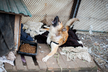 Beautiful red-haired dog. big fluffy dog, disabled, without a front paw. home animal. dog with character, barks. home animal. animal care concept, homeless, health problem, veterinary medicine