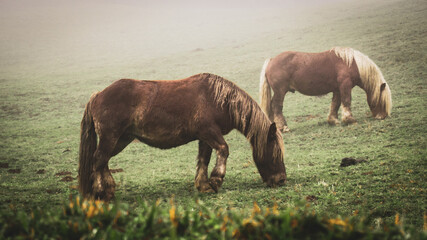Obraz premium Horses eating grass in the fog with a mysterious atmosphere