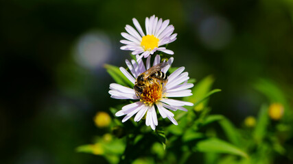 Obraz premium little wasp on a field daisy. insect in nature, collects pollen. field chamomile Matricaria, flowering plant of the Asteraceae family. Summer meadow, flowering blossom. close-up, macro photo