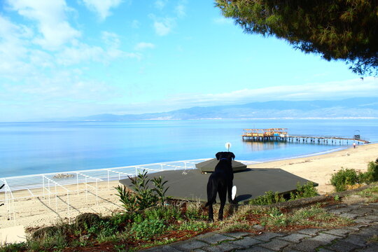 Dog looking to the beach. Pier, a closed cafe in picture. Photo taken in adramytteion burhaniye town Aegean sea coast region turkey anatolia asia. Calm warm weather day in winter.