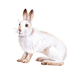 watercolor drawing of an animal - white hare, realism
