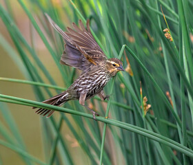 Action shot of a female Red-winged Blackbird landing on a fresh green reed.