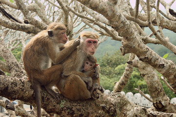 Naklejka premium A family of monkeys with a baby monkey sits in a tree branch. Animal world of wild nature