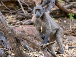 Ein Bärenpavian in der Frontale beobachtet aufmerksam seine Umgebung