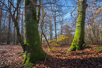 Fototapeta premium Cityscape of Selva de Irati (Navarra, Spain)