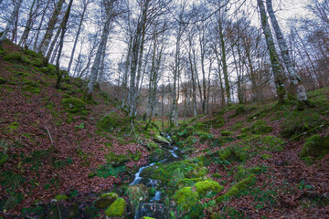 Cityscape of Selva de Irati (Navarra, Spain)