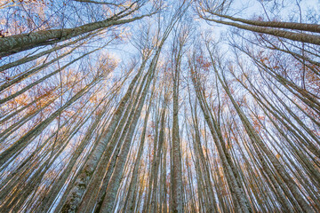 Cityscape of Selva de Irati (Navarra, Spain)
