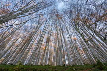 Cityscape of Selva de Irati (Navarra, Spain)
