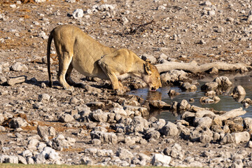 Eine trinkende Löwin in der Seitenansicht an einem Wasserloch