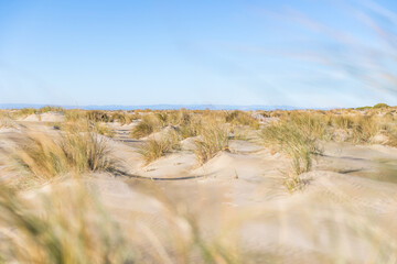 Étendue de dunes de sable et de graminée de la plage de l’Espiguette (Occitanie, France)