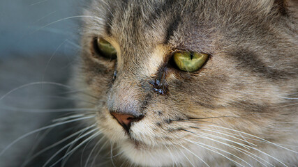 beautiful fluffy kitten. Tabby gray cat outdoors. beautiful kitten, grey cat. a homeless animal with sad eyes. portrait close-up. domestic animal. side view. tears flow from eyes
