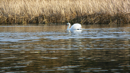 White swan on the water surface. beautiful bird swims on the river. swan in the lake. close-up, wet bird. nature, habitat. autumn season. dry reeds, Scirpus © Oleksandr Filatov