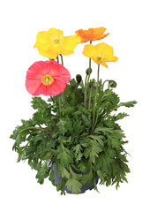 Pavots d'Islande jaune, orange et rouge en pot