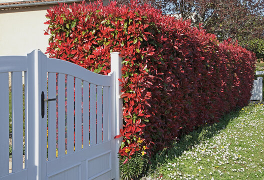 Haie de Photinia red robin
