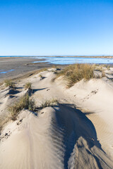 Étendue de dunes de sable et de graminée de la plage de l’Espiguette (Occitanie, France)