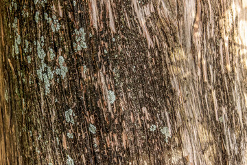 Tree bark texture for background, abstract and wallpaper, copy space