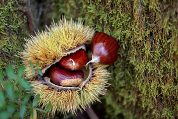 Chestnuts with shells freshly fallen from the chestnut tree in autumn