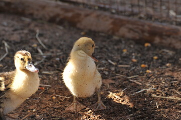 Patitos