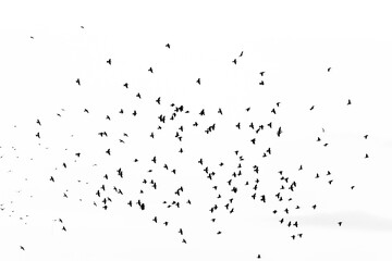 The flock of flying birds