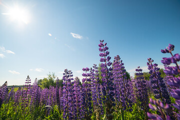 a field of blooming purple lupines in summer
