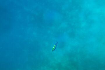 Indo-Pacific sergeant (Abudefduf vaigiensis), also  known as the Sergeant major swimming in the Indian ocean. Fish undersea