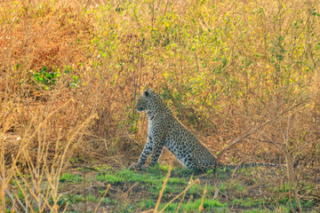 African leopard (Panthera pardus pardus) sitting in grass in Serengeti National park, Tanzania