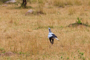 Secretarybird or secretary bird (Sagittarius serpentarius) walking in Serengeti national park, Tanzania