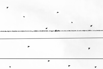 Flock of birds perched on a high-voltage power line