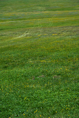 Two paths in the middle of the meadow. Meadow  covered with yellow and purple flowers.