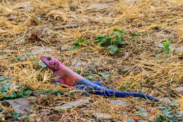 Male mwanza flat-headed rock agama (Agama mwanzae) or the Spider-Man agama on ground in Serengeti ...