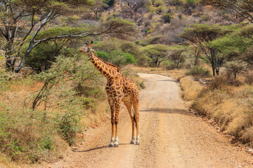 Fototapeta premium Giraffe standing on a road in Serengeti national park in Tanzania. Wild nature of Tanzania, East Africa