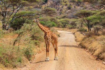 Giraffe standing on a road in Serengeti national park in Tanzania. Wild nature of Tanzania, East Africa