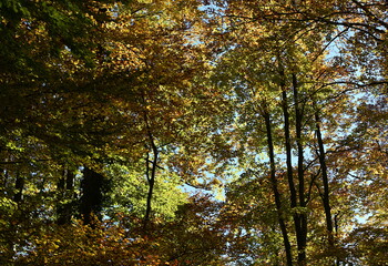 trees in autumn