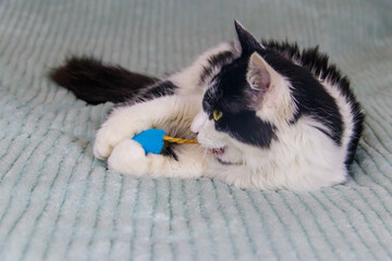 Beautiful cat playing with a mouse toy on a bed