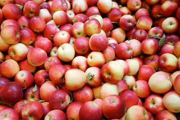 Fresh picked apples background in the harvest season