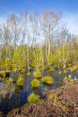 Idyllic Uchter Moor natural preserve in Lower Saxony, Germany