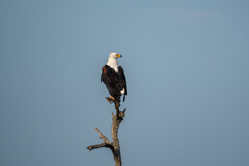African Fish Eagle
