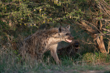 Spotted Hyena
