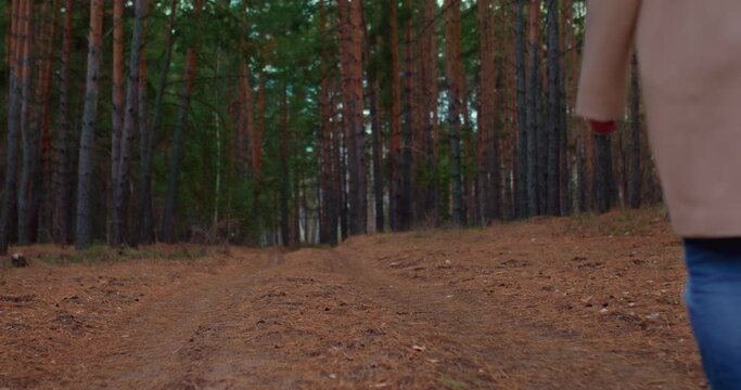 Thick coniferous forest, a woman in a coat walks along a sandy forest path. Tall firs and pines stand in a fabulous forest, a walk on an autumn day. View from the back. 4k, ProRes