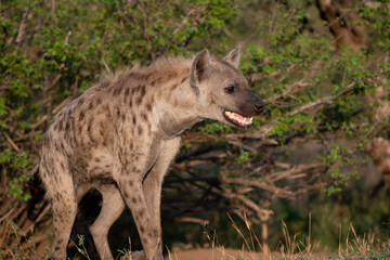 Obraz premium Spotted Hyena