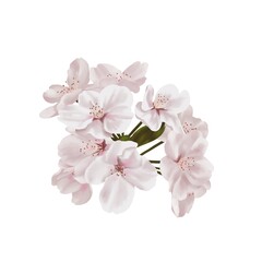 Fototapeta na wymiar 水彩風　落ち着いた色合いのリアルな桜の枝　線画なし