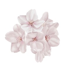 Fototapeta premium 水彩風 落ち着いた色合いのリアルな桜の枝 線画なし