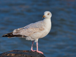 Herring Gulls at Lyme Regis
