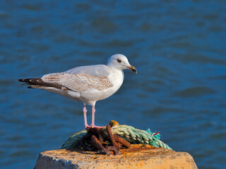 Herring Gulls at Lyme Regis
